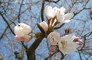 上床公園の桜