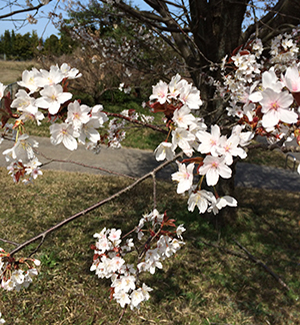 上床公園の桜