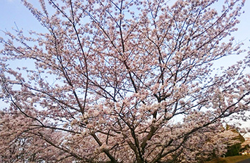 鹿児島県、丸岡公園の桜