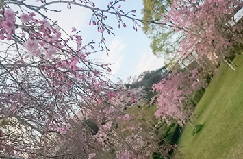 鹿児島県、丸岡公園の桜