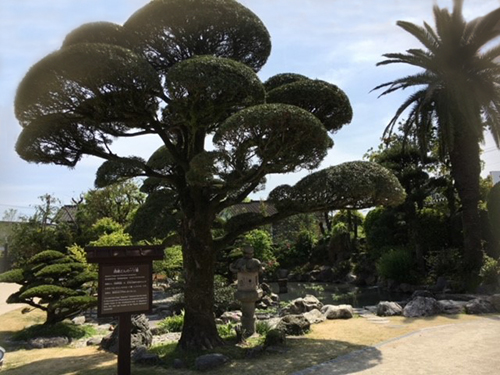 日当山西郷どん村 龍寶家のイヌマキ