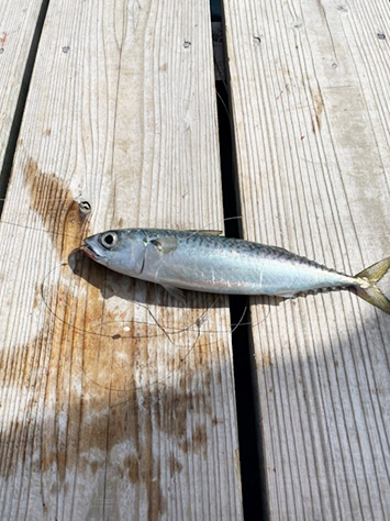 釣りいかだ隼人